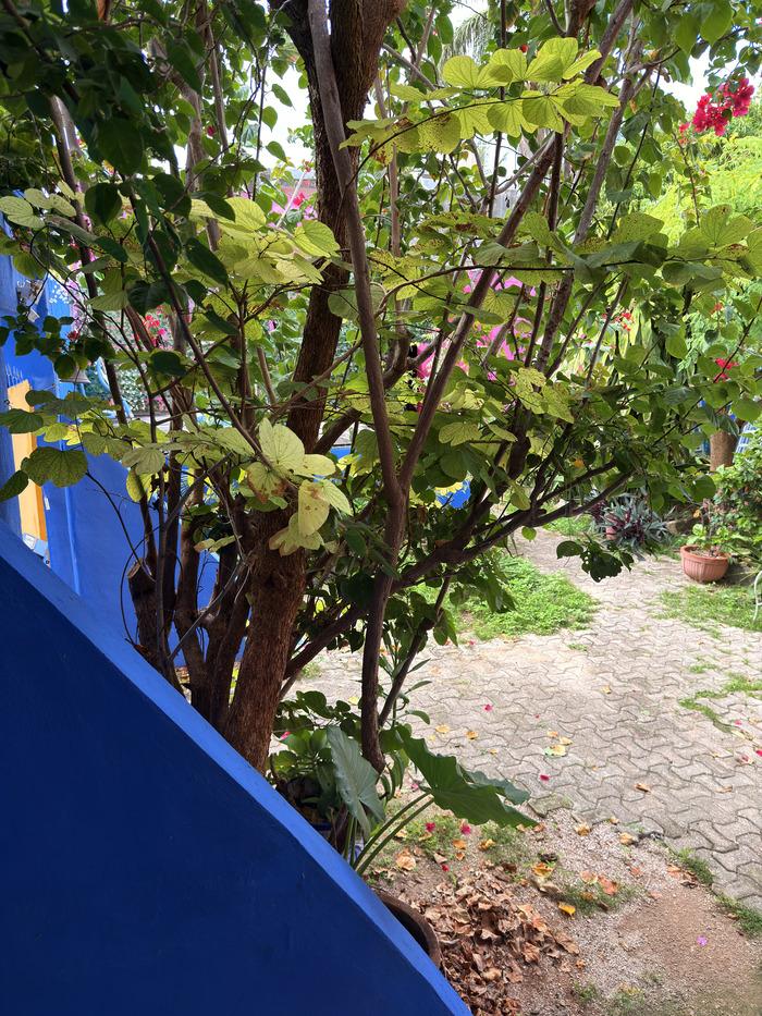 Casa en venta en Cozumel — 29